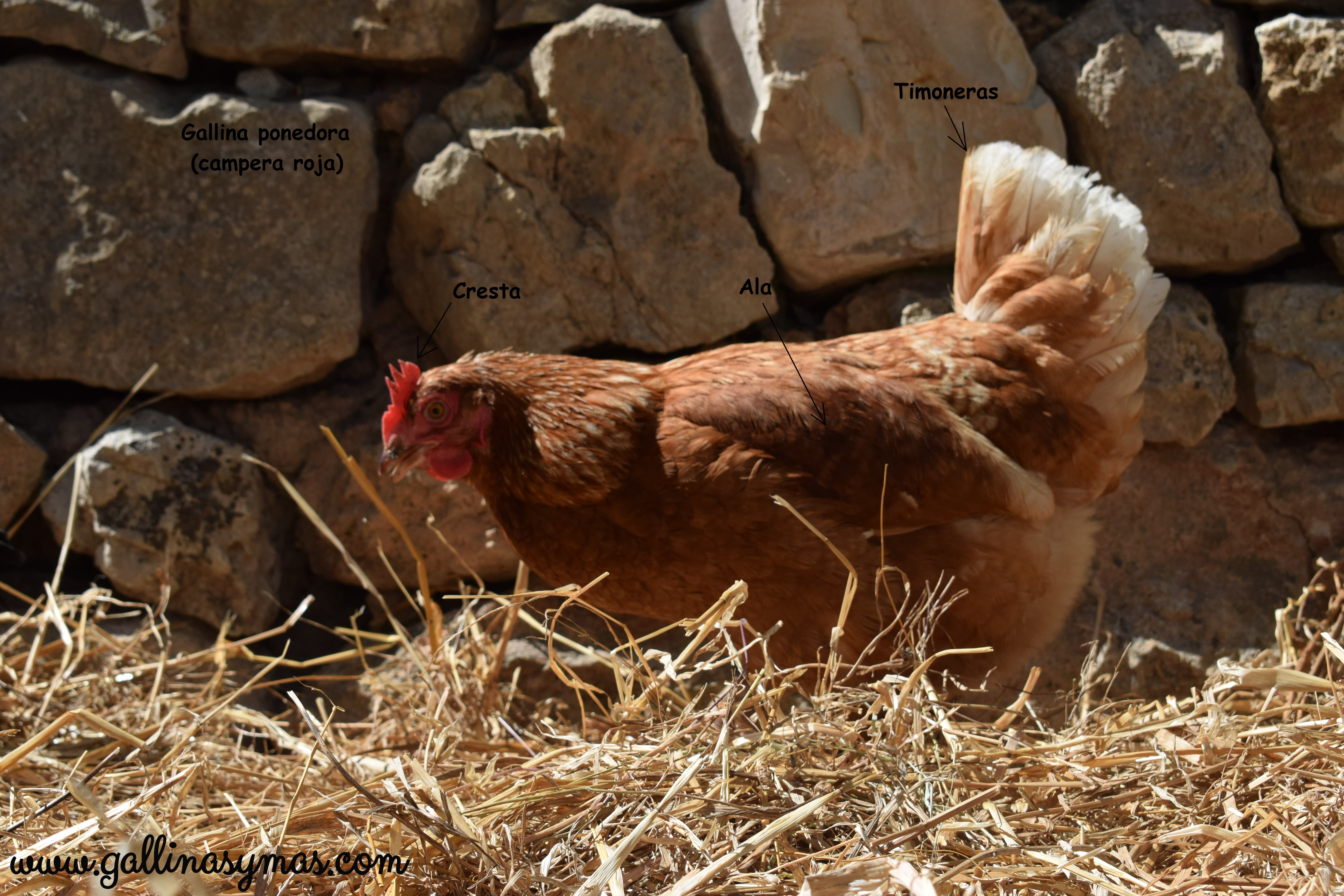 ¿Gallo o gallina?