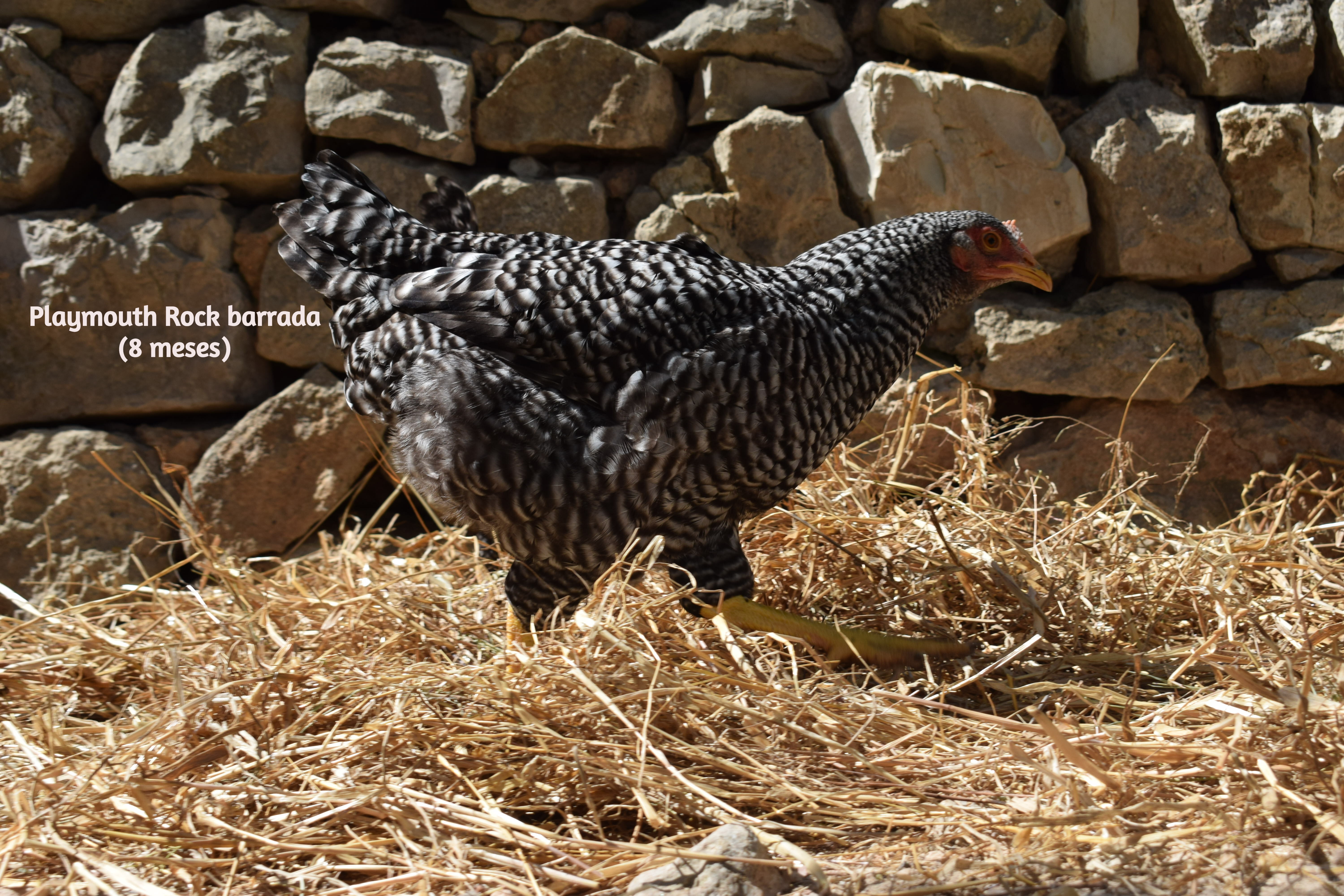 ¿Cuántos huevos pone una gallina?