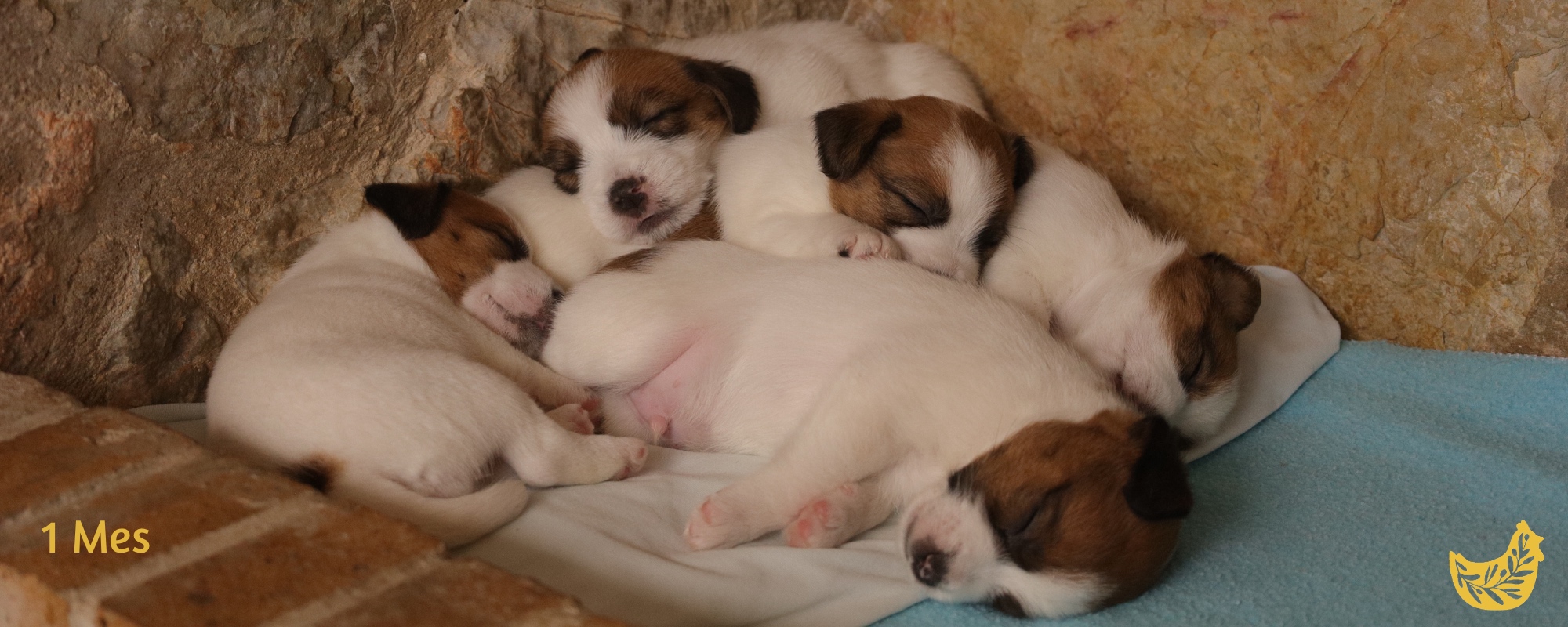 Jack Russell terrier cachorros en Mallorca