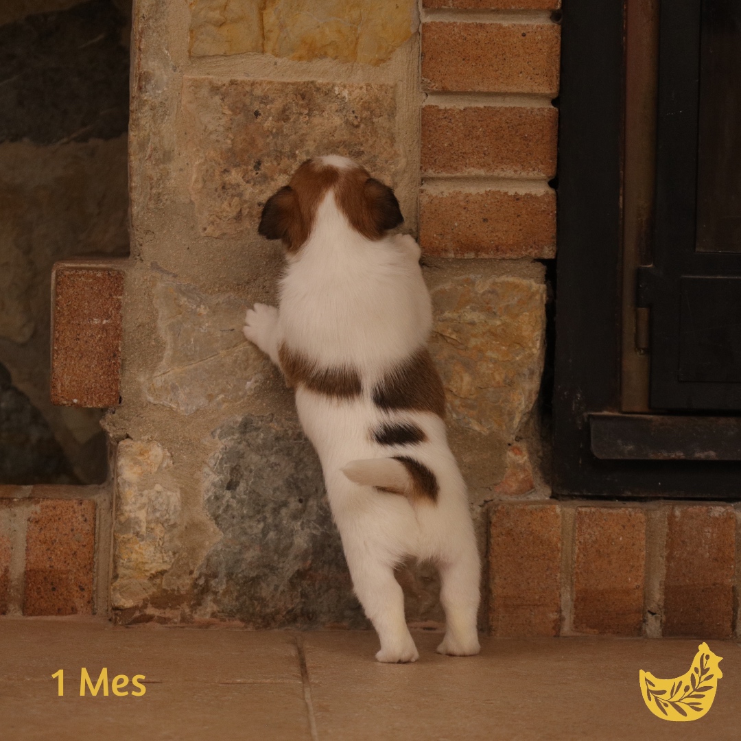 Jack Russell terrier cachorro Mallorca