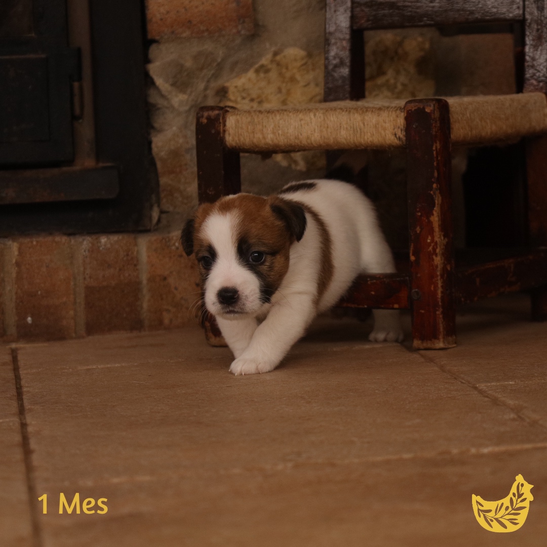 Jack Russell cachorro