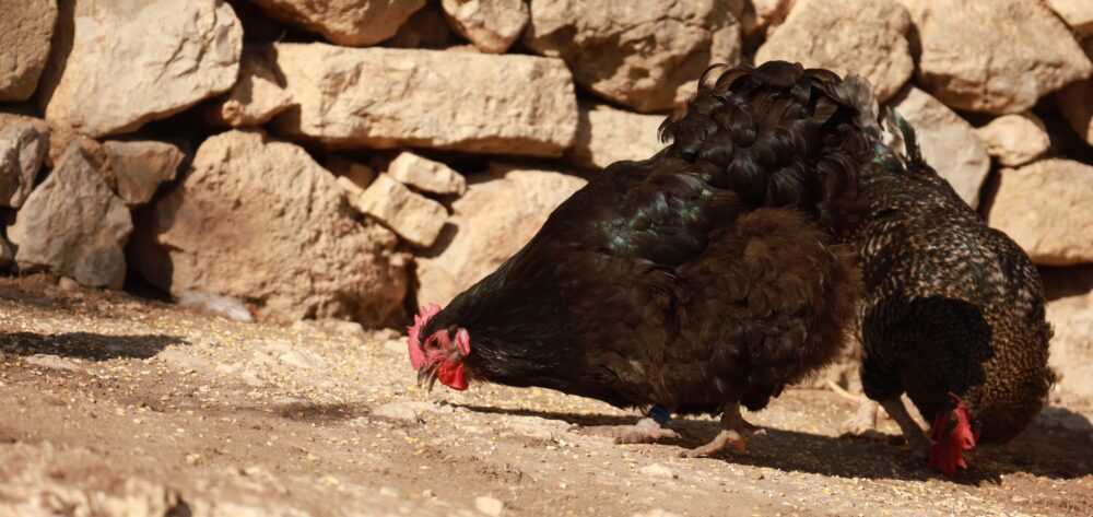 COMO LAS GALLINAS PONEN HUEVOS