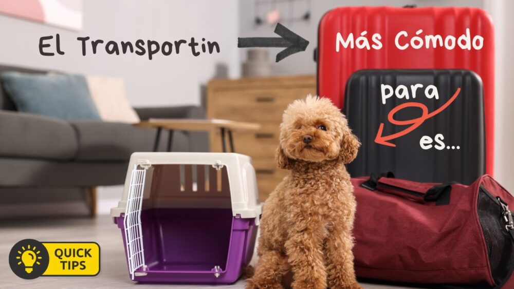 Cómo Elegir el Mejor Transportín para tu Perro