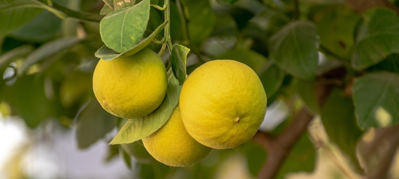 Cuajada de limon