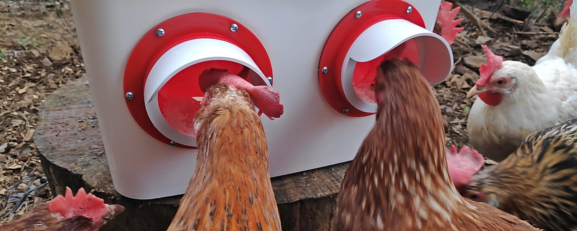 Ponedero para gallinas Avelandia: comedero para gallinas