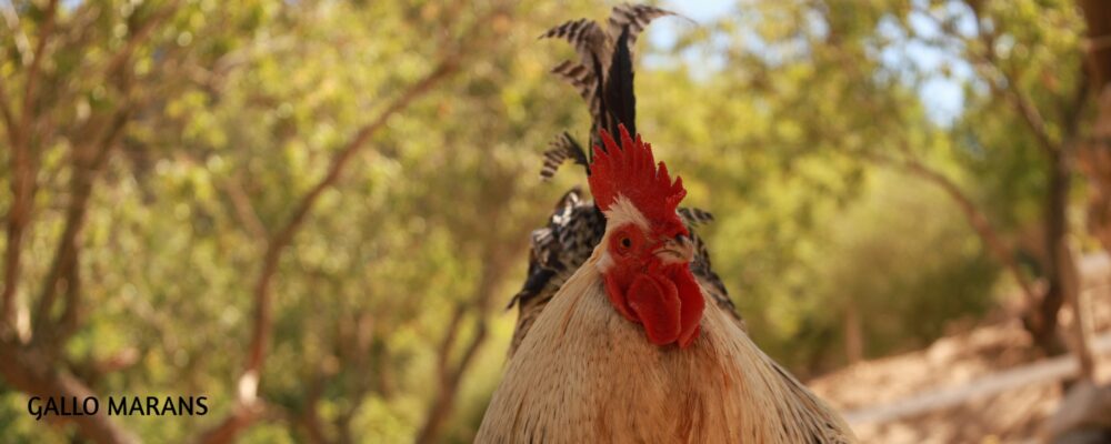 Gallo Marans