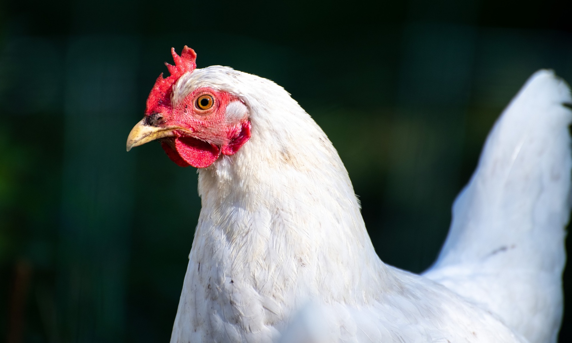LIBROS SOBRE GALLINAS | Francesch Vidal, infantiles, guías,