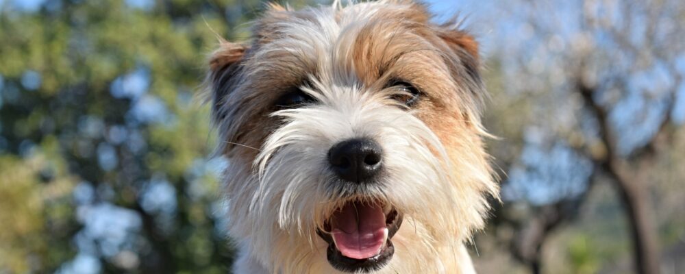 Origen Jack Russell terrier