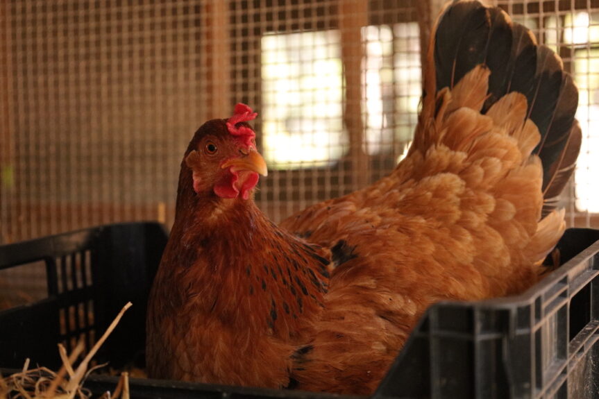 como las gallinas ponen huevos