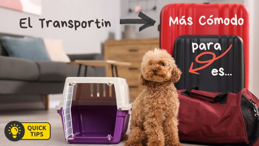 Transportin Perro